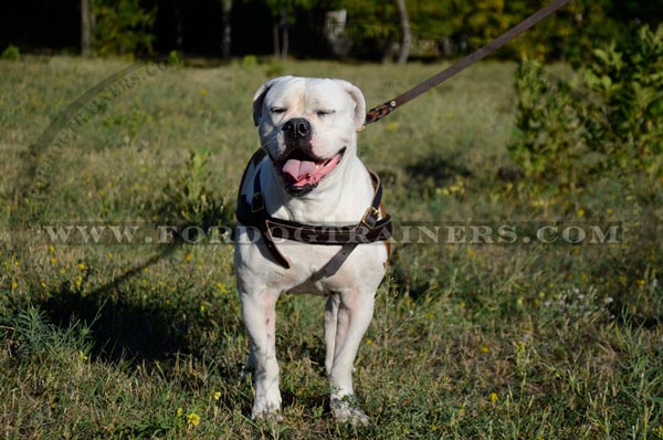 Pulling dog harness for American Bulldog breed