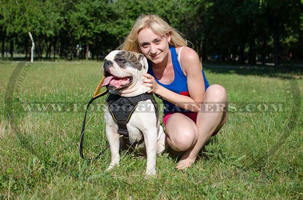 Training and Walking Nylon Dog Harness