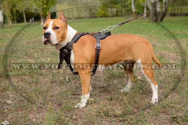 Padded Leather Amstaff Harness with Quick Release Buckle