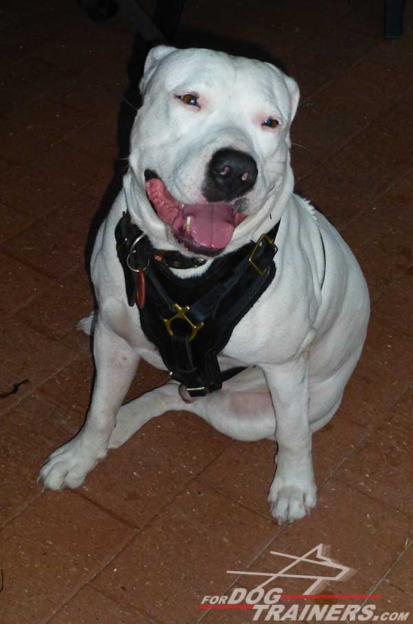 Leather Amstaff Harness for Training Sessions
