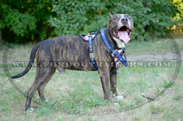Amstaff Harness American Pride Image Painted