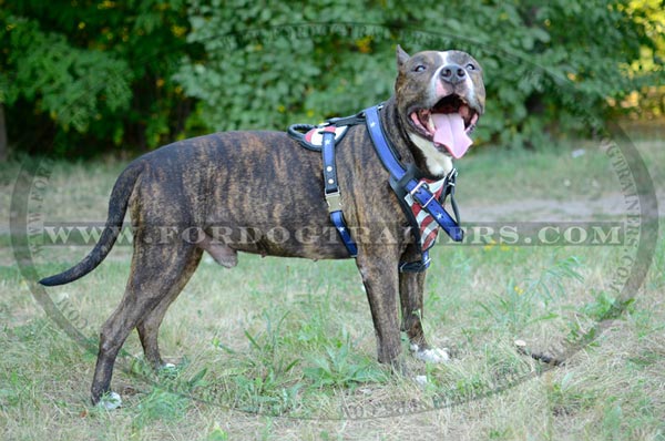 Amstaff Harness American Pride Image Painted