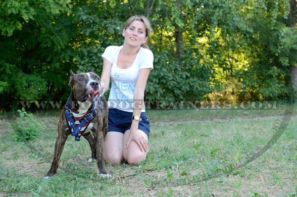 Agitation Amstaff Harness American Pride Image