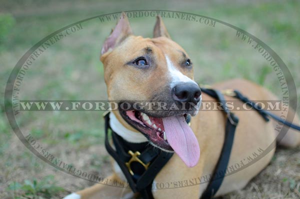 Tracking Staffordshire Terrier Harness Leather