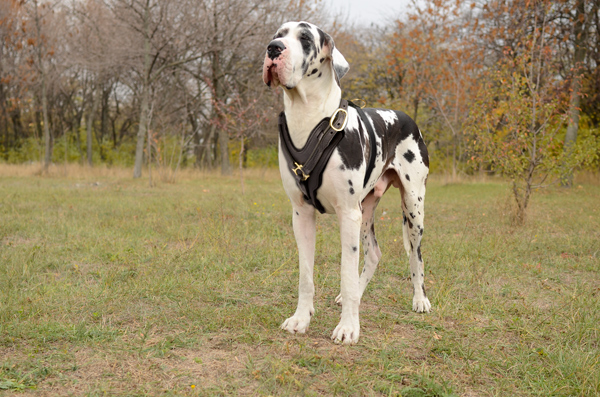Attack Leather Great Dane Harness