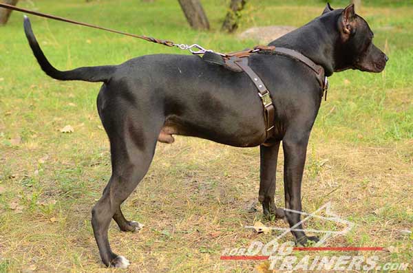 Attack and agitation training leather Pitbull harness