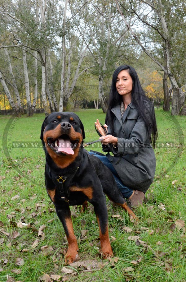 Agitation training harness for Rottweiler