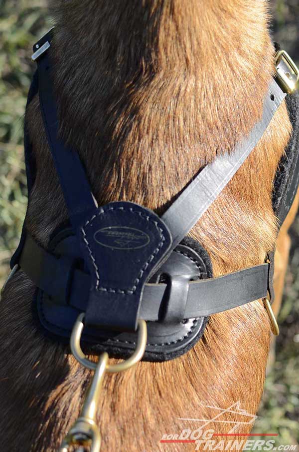 Back Plate and D-ring of Leather Belgian Malinois Harness