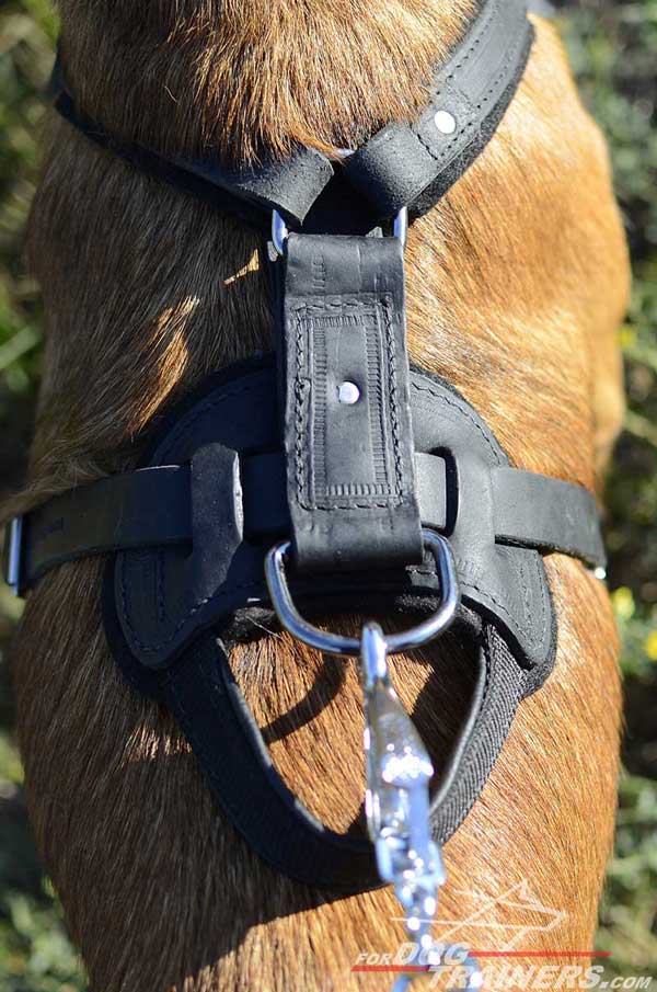 Nickel Fittings of Leather Belgian Malinois Harness