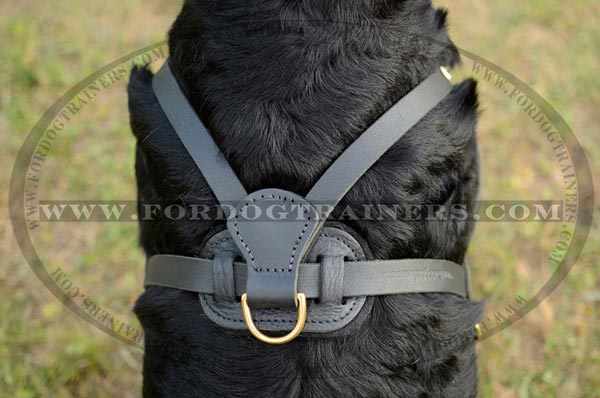 Strong harness with padded back plate equipped with brass hardware