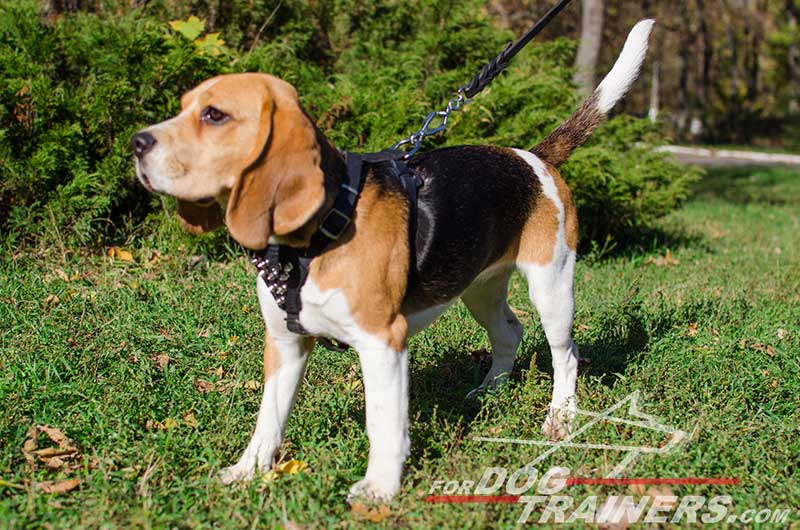 Maximum Control and Reliability Leather Beagle Harness ...