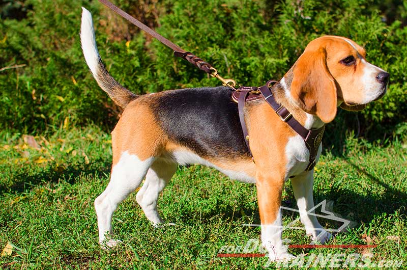 Get Leather Dog Tracking Harness|Walking Dog Puppy Harness