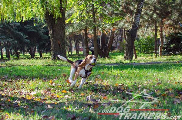 Fashion Beagle Leather Dog Harness with Decoration