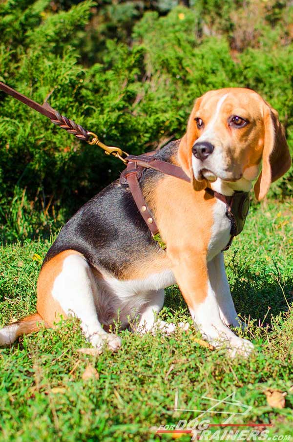 Strong Quality Harness for Beagle Walking