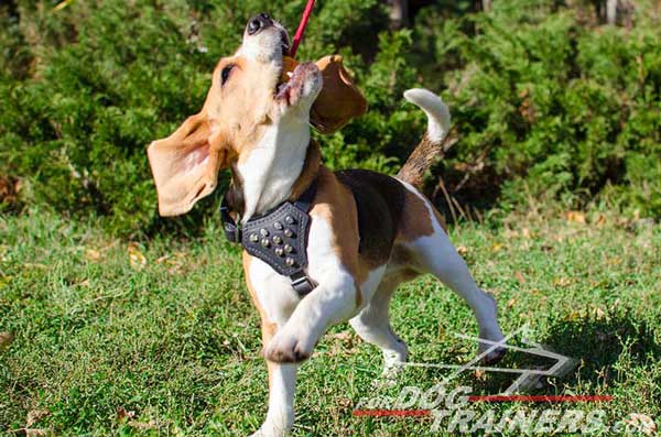 Beagle Harness Black Leather Studded with Cones