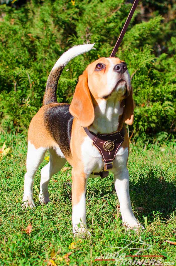 Stitched Leather Beagle Harness for Training and Tracking