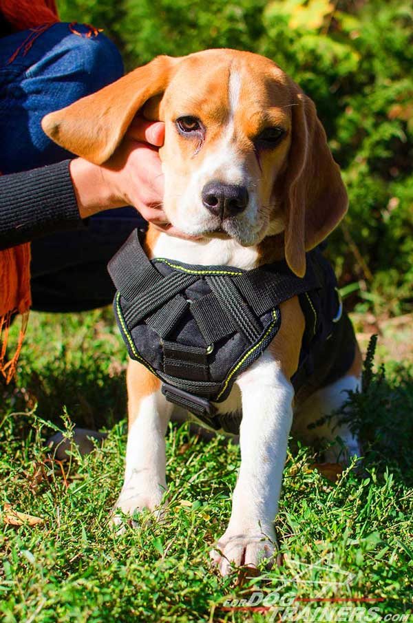 Nylon Beagle Harness Lightweight Washable