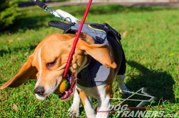 Waterproof Nylon Dog Vest for Beagles