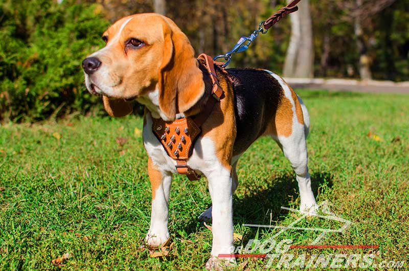 best harness for beagles that pull