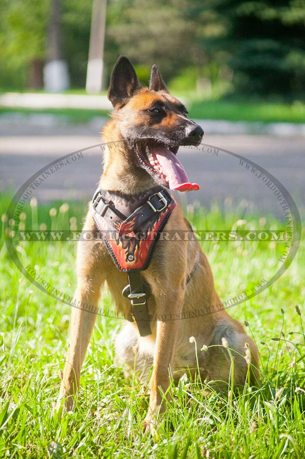 Leather Belgian Malinois Harness for Off Leash Training