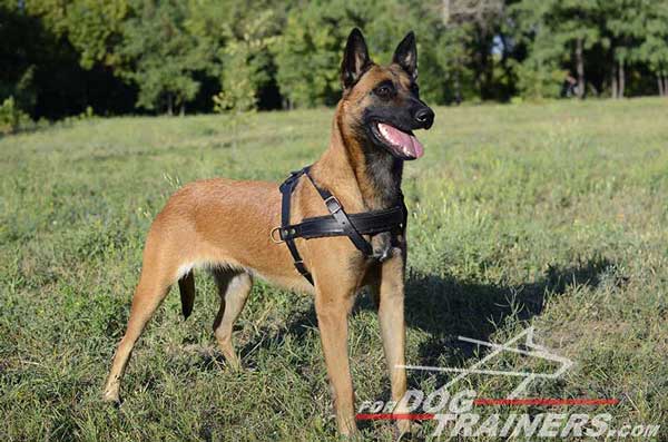 Tracking Leather Belgian Malinois Harness