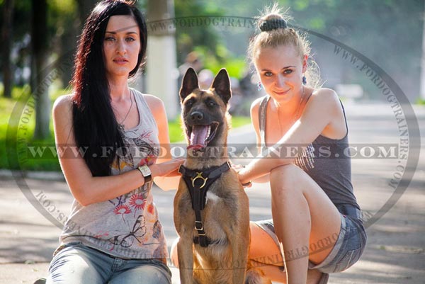 Training Leather Belgian Malinois Harness