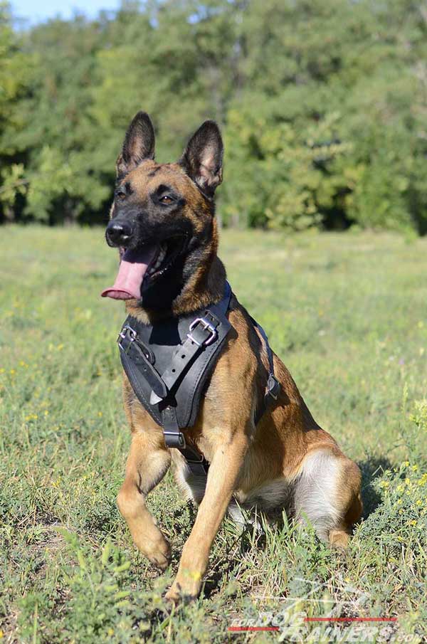 Adjustable Leather Belgian Malinois Harness