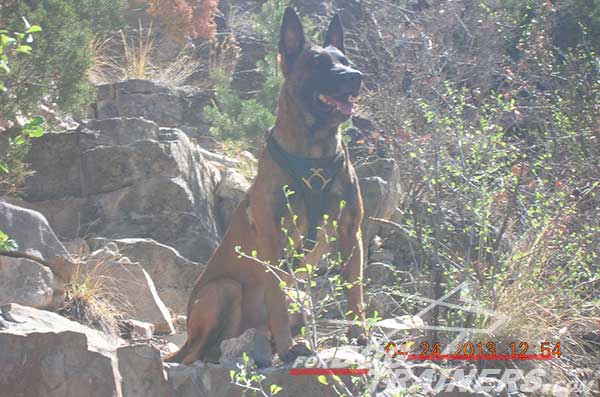 Leather Belgian Malinois Harness with comfy padded chest plate