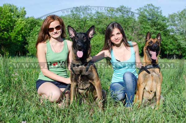 Walking Leather Belgian Malinois Harness