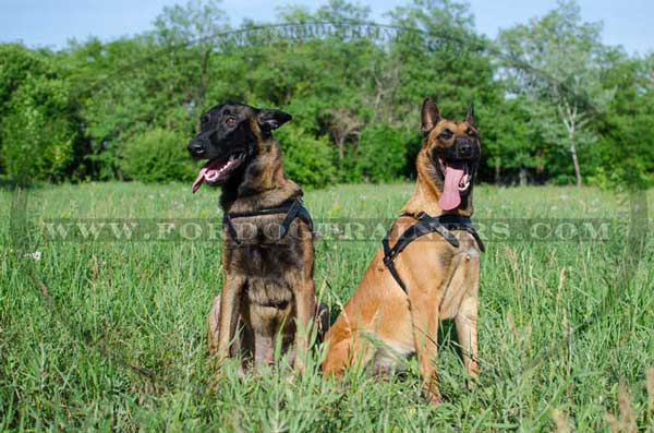 Walking Leather Belgian Malinois Harness