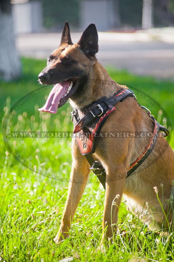 Leather Belgian Malinois Harness with Padded Chest Plate