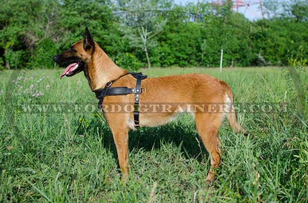 Leather Belgian Malinois Harness with rings on both sides