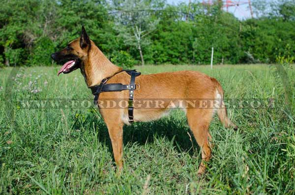 Leather Belgian Malinois Harness with rings on both sides