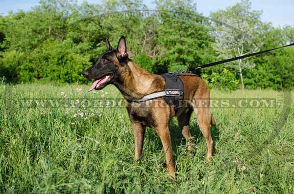 Belgian Balinois Nylon Harness for Walking, Pulling, Tracking