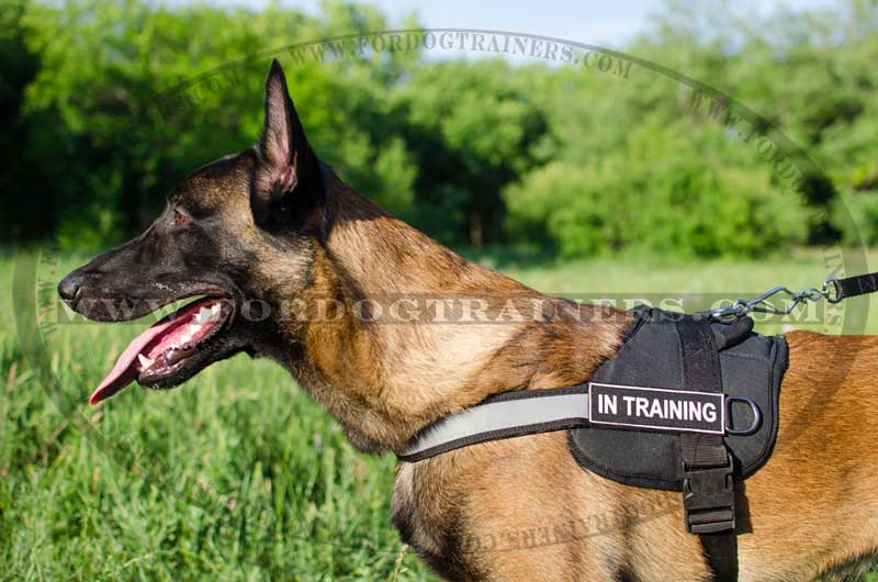 ID Patches for Belgian Malinois Harnesses and Collars : Belgian Malinois  Breed: Dog Harness, Belgian Malinois dog muzzle, Belgian Malinois dog collar,  Dog leash