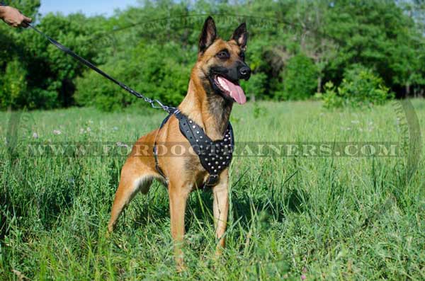 Reliable Belgian Malinois Harness with Adjustable Straps