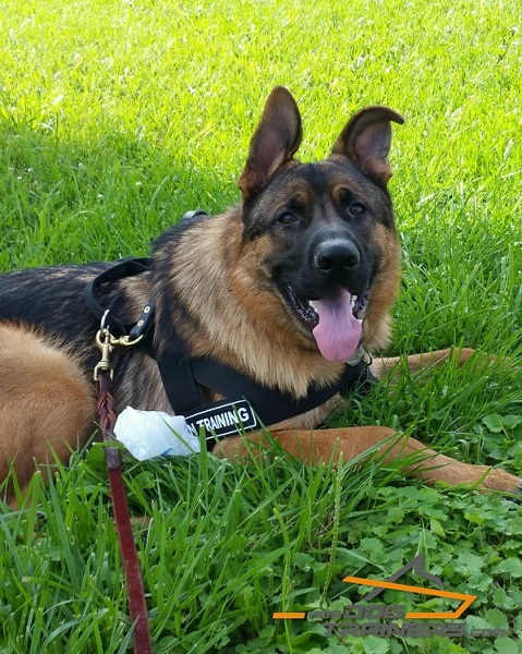 All-purpose Nylon Dog Harness for Better Control