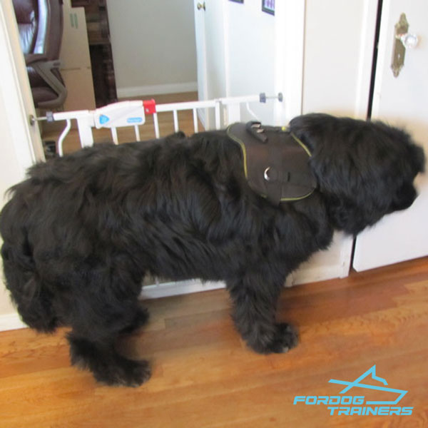 Nylon Newfoundland Harness for Any Activity Your Dog Needs