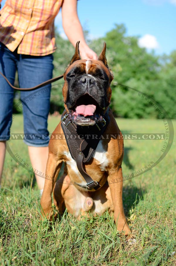 Boxer Harness for Agitation Training Sessions