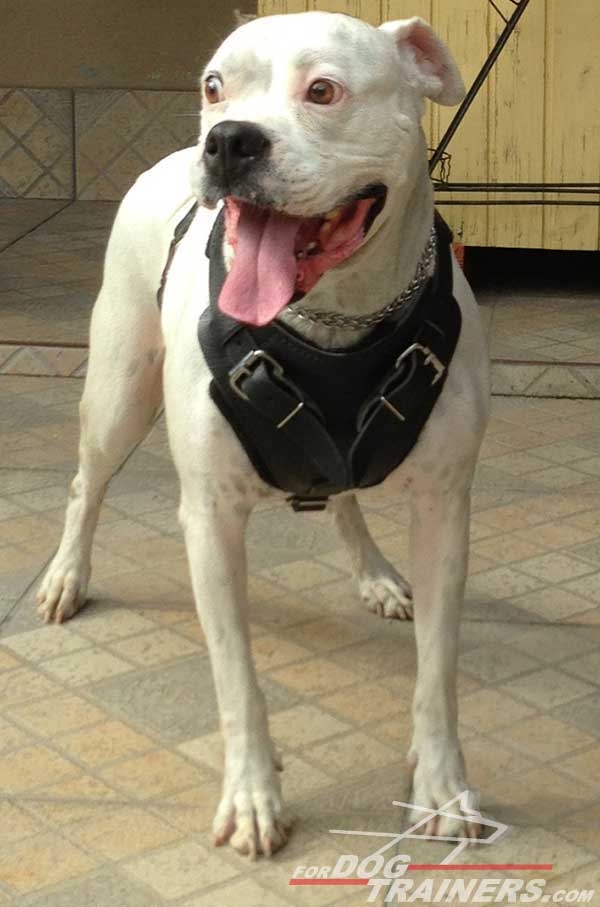 Boxer Harness for Attack Training Sessions