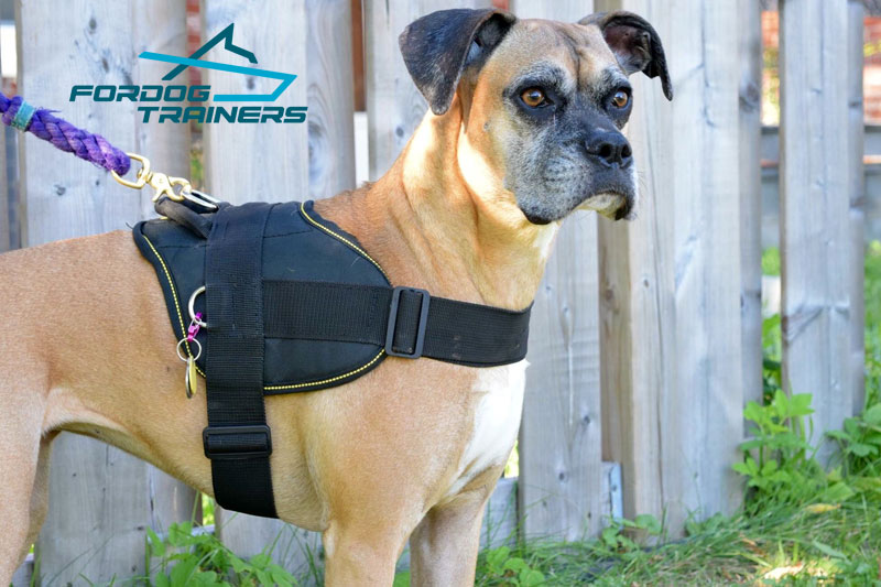 *Reena Feels Super Comfy in Nylon Boxer Harness for