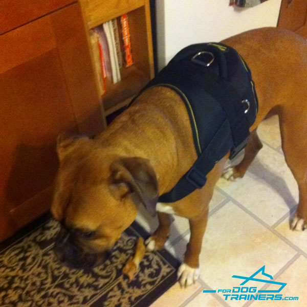 Non-pulling Nylon Boxer Harness