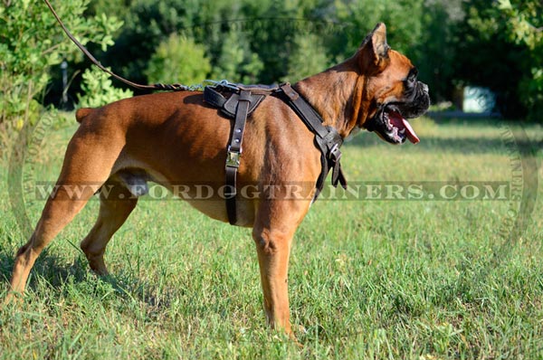 Leather Harness for Agitation Activities made for Boxer Dog