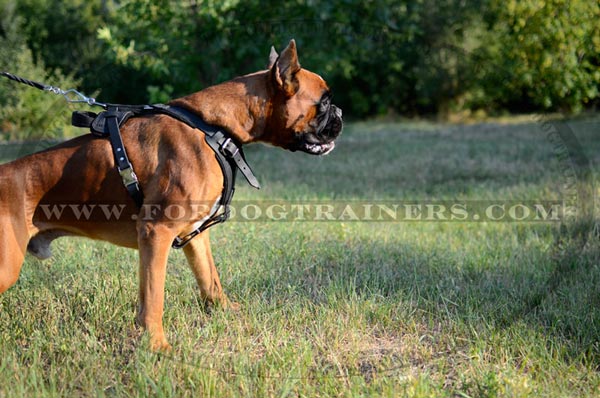 Leather Harness for Attack Activities made for Boxer Breed