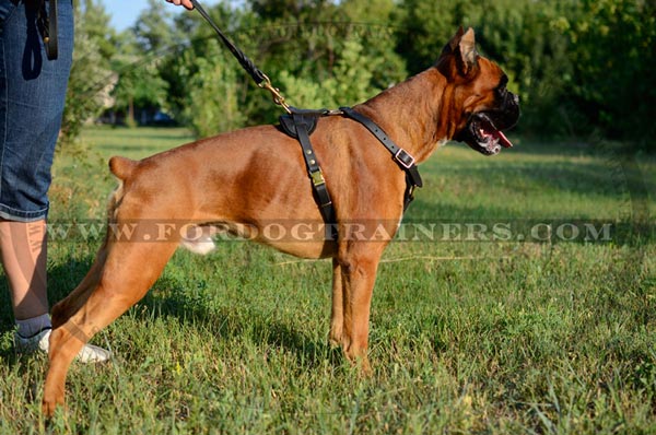 Leather Harness Walking for Boxer Breed