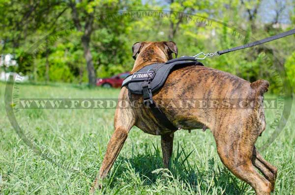 Training and Walking Nylon Harness with ID Patches