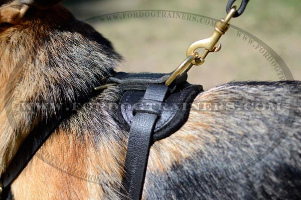 Reliable Brass D-Ring on German Shepherd Harness Back Plate Padded