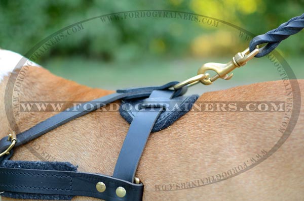 Brass D-ring on Staffordshire Terrier Harness Leather for Pulling