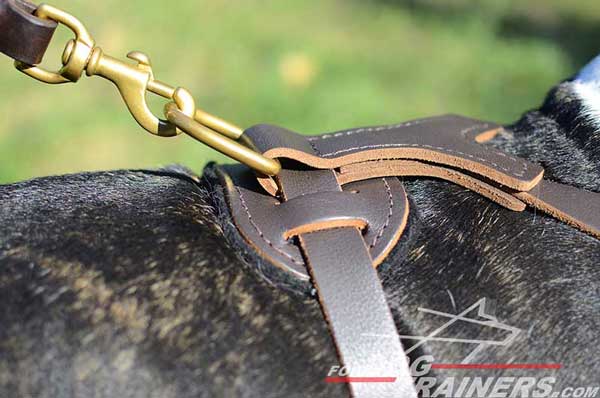 Brass Hardware on Leather Studded Bull Terrier Harness Padded
