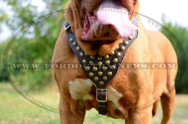 Leather harness with decorated chest plate